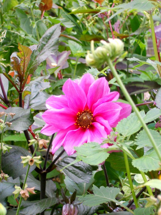 Flower, Leeuwarden, Prinsentuin, Garden